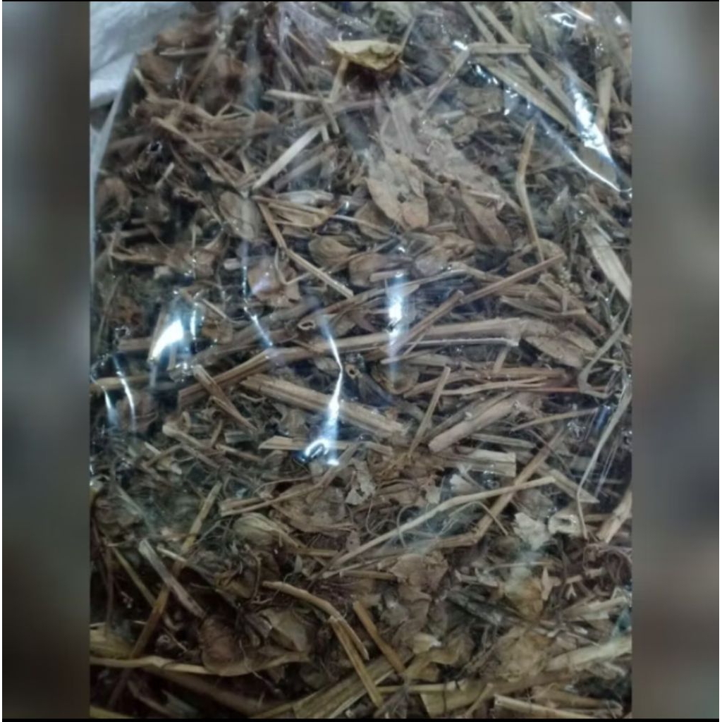 

Jamu herbal Daun ciplukan kering berkhasiat