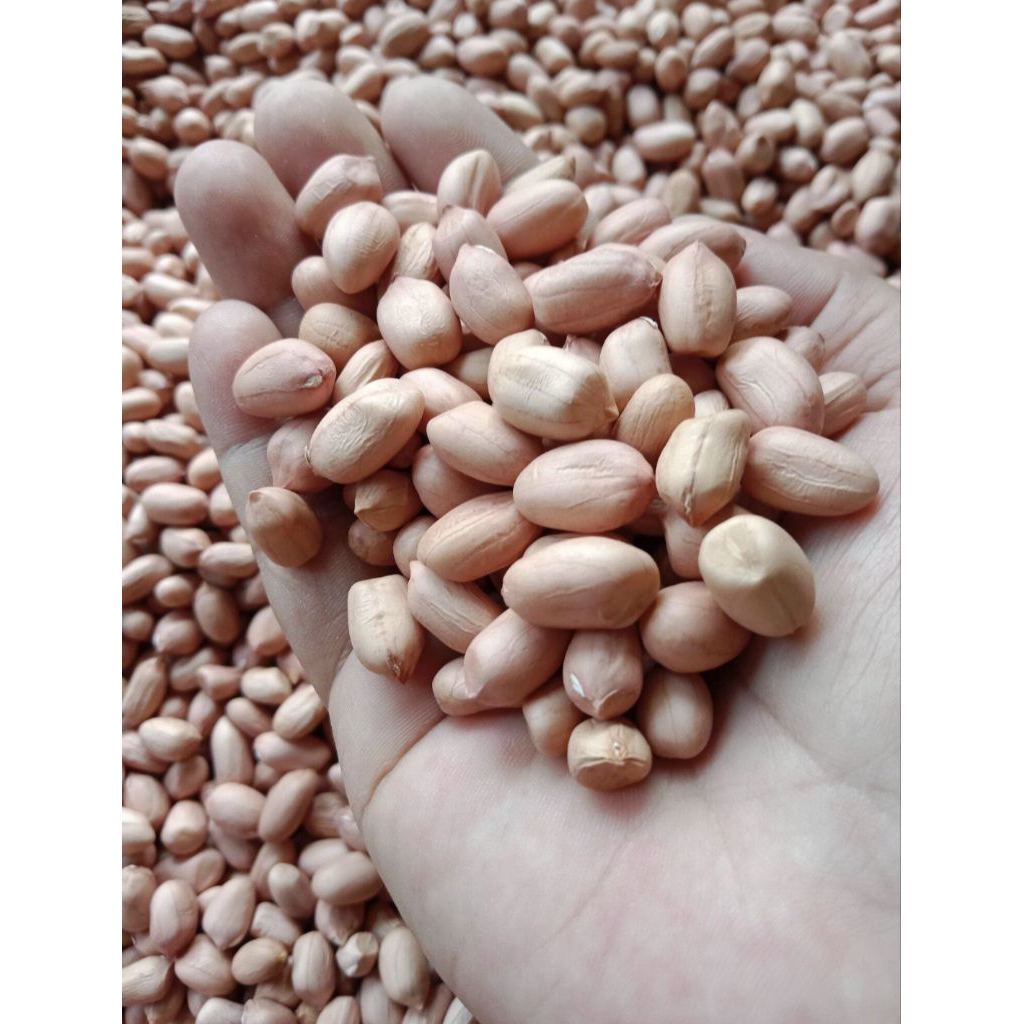 

1kg(1gram) Kacang Tanah Asli Madura Rasa Manis Cocok Di Buat Cemilan, Bumbu Gado-Gado, Pecelan Dan Lain-Lain