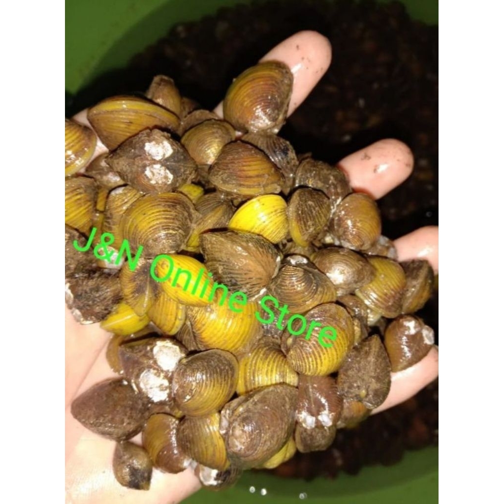 Kerang remis laya pensi hidup segar