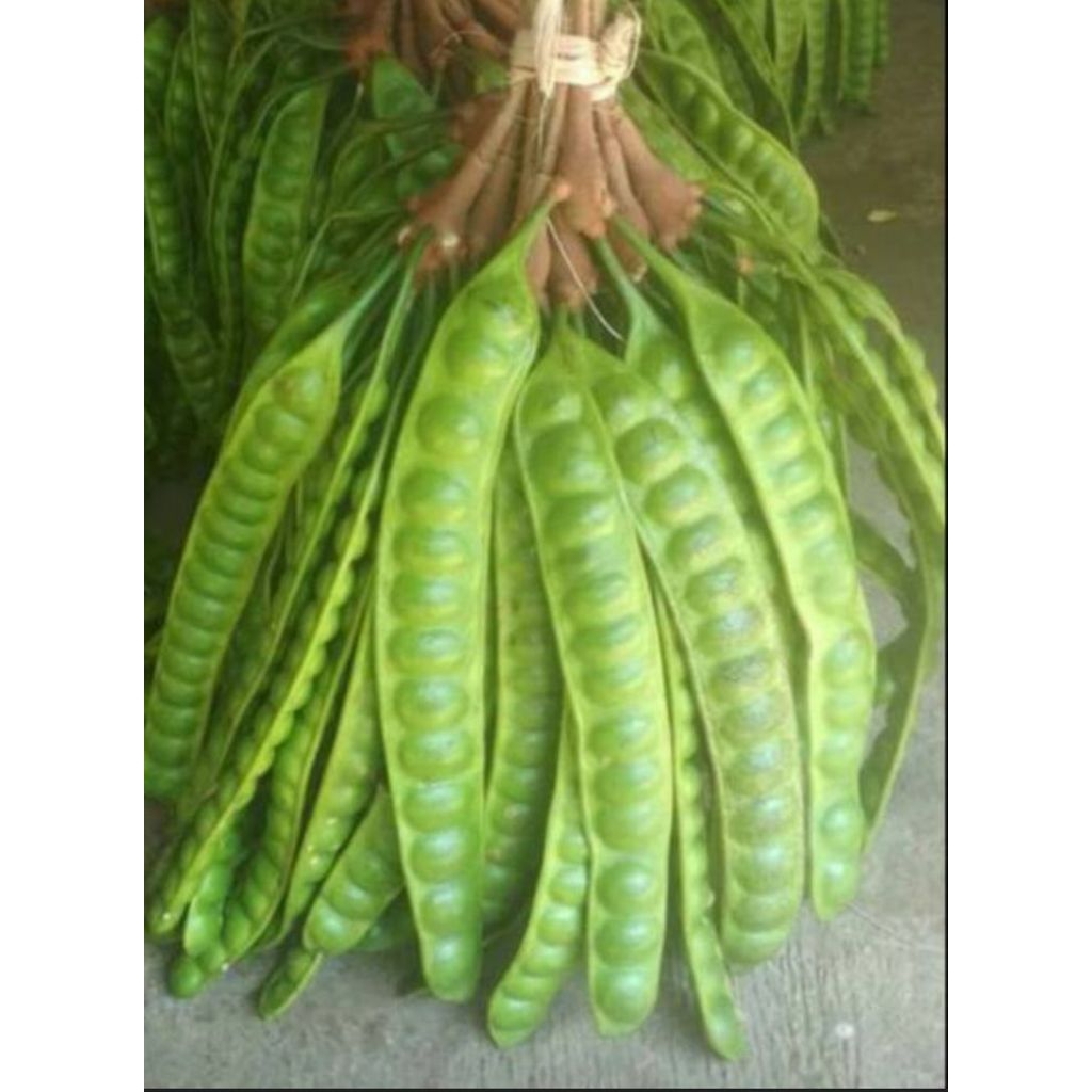 

Pete Pete 1 ikat isi ( 10 papan )