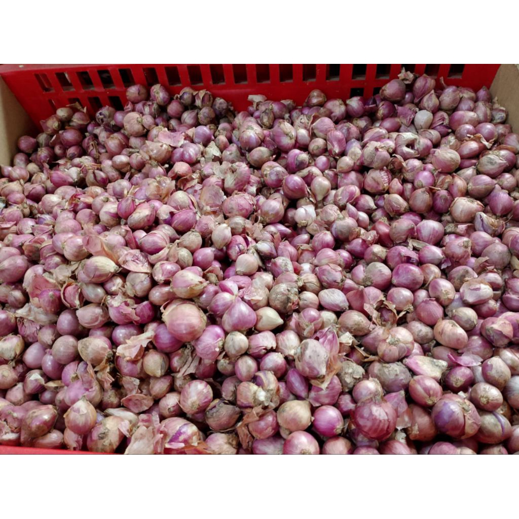 

bawang merah 1 kg