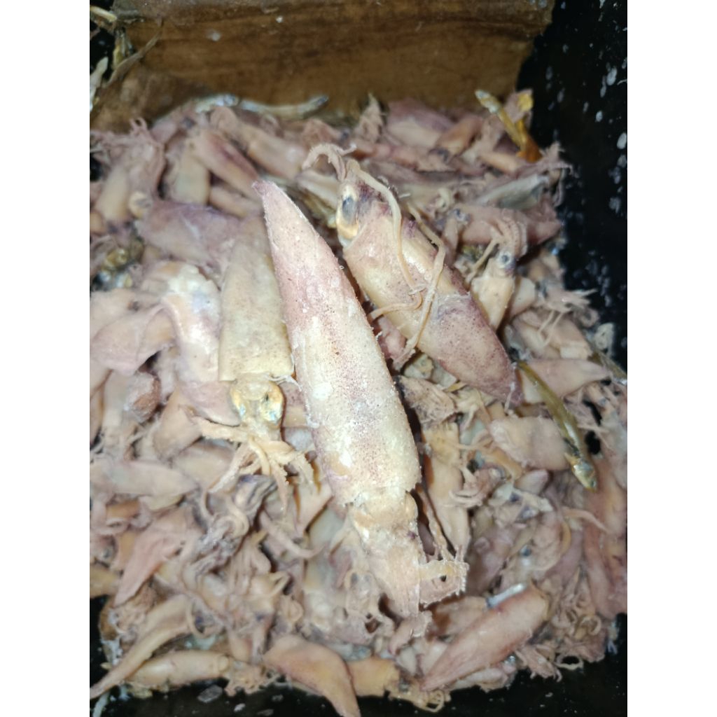 

CUMI KERING/CUMI ASIN Khas ASMORO QONDI TUBAN