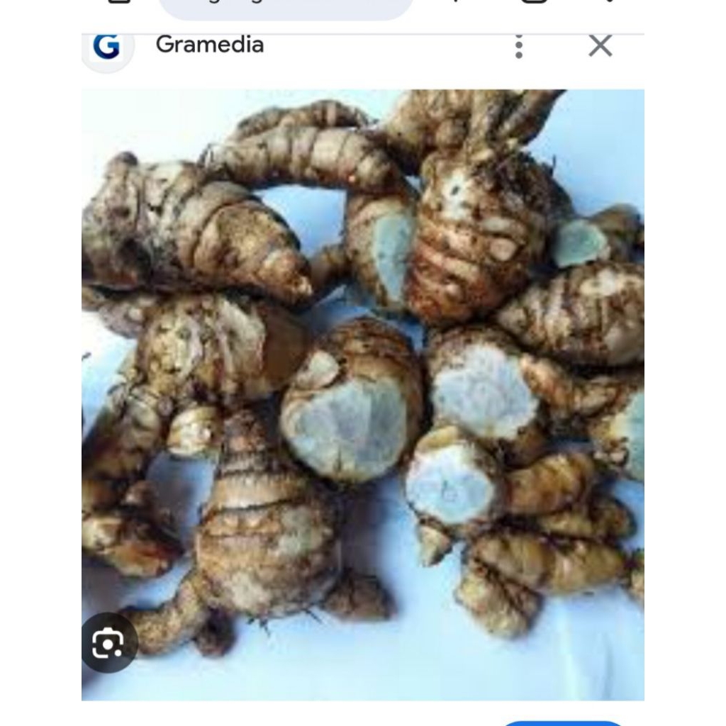 

temu hitam temu ireng