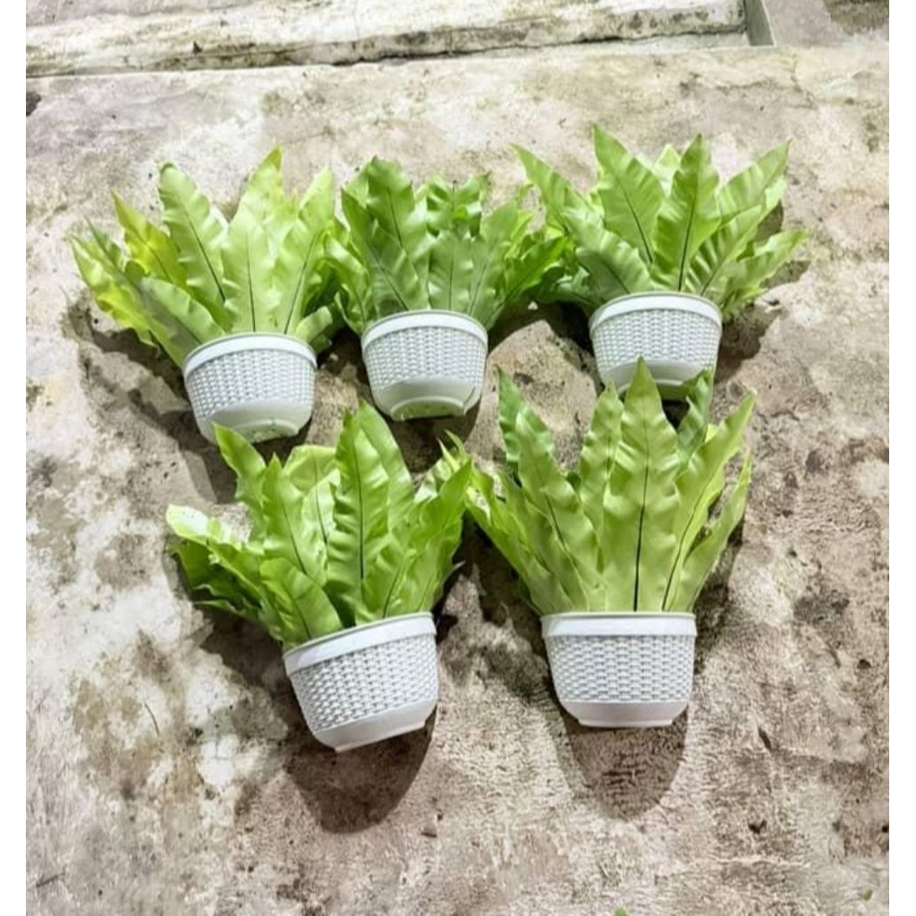 kadaka dipot dinding siap panang