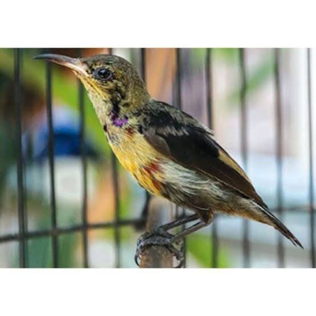 Konin natuna ori 100%