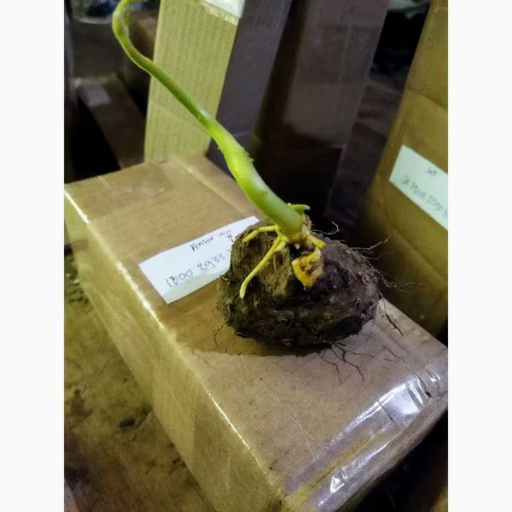 tanaman gadung bibit tanaman umbi gadung