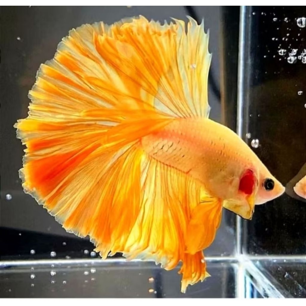 Cupang halfmoon Yellow Solid