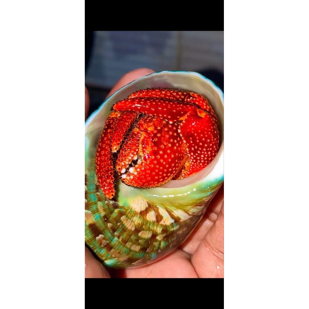 Coenobita Perlatus, dark red perlatus size XL, mainan kelomang