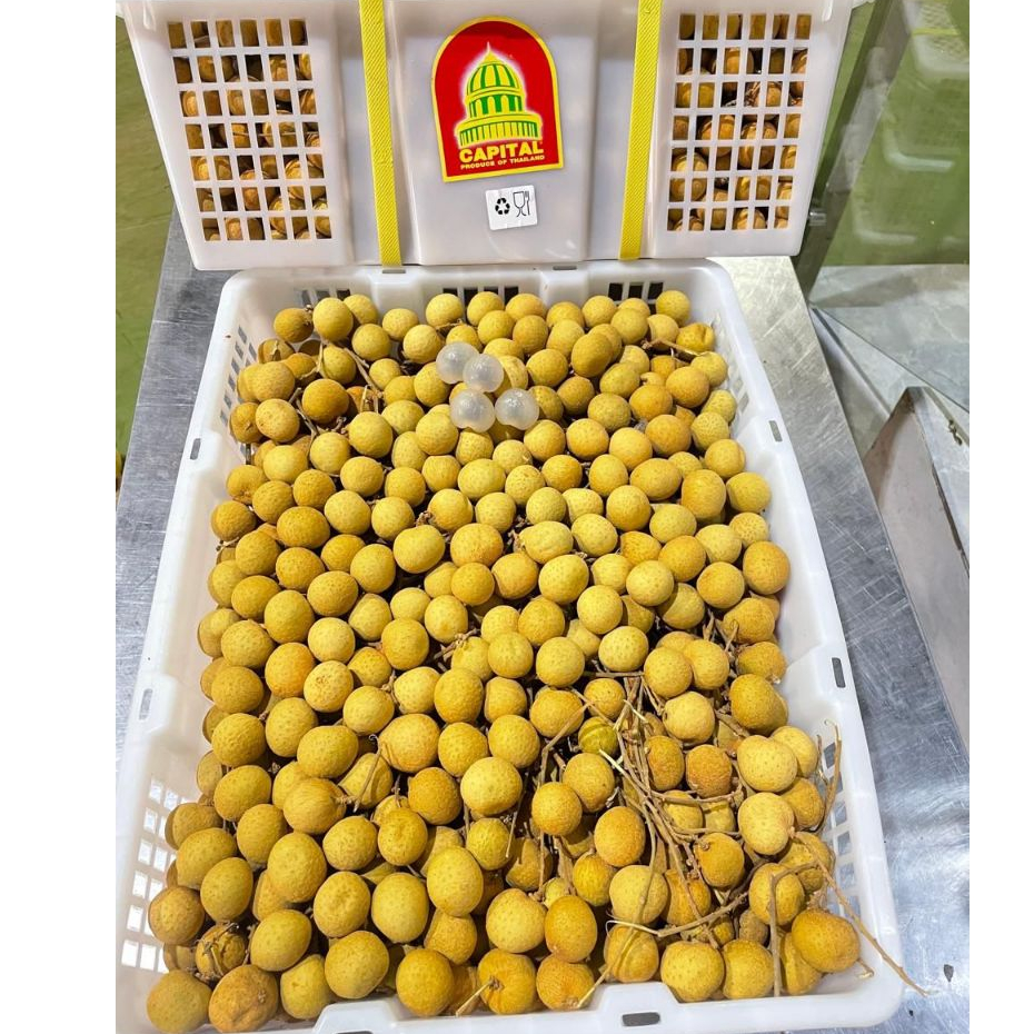 

Buah Lengkeng Kelengkeng Bangkok Fresh Manis