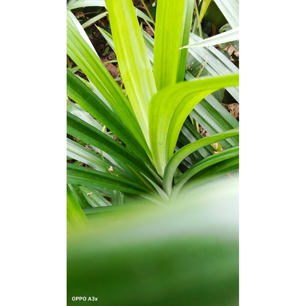 

daun pandan wangi 150gr masih segar