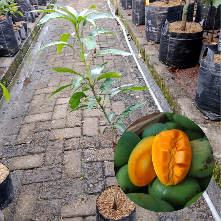 Bibit Buah Mangga Gadung |Buah Mangga Gadung |Bibit Buah