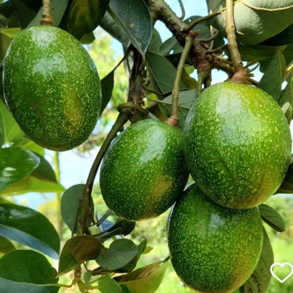 

Alpukat Mentega mini 10 Kg 20 Kg Bergaransi 100%