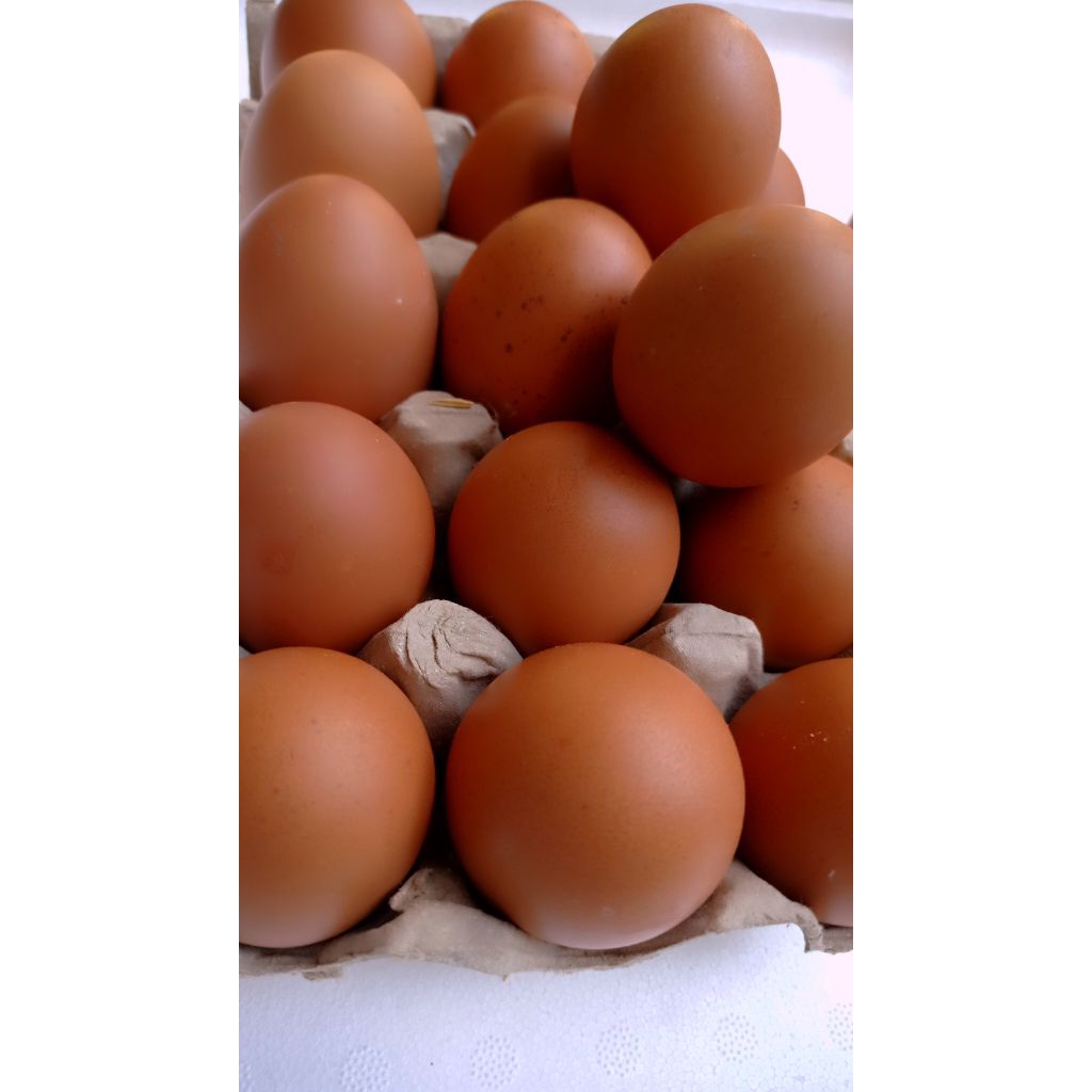 

Telur Ayam Layer 500gram ,TelurAyam konsumsi,TelurAyam Mentah