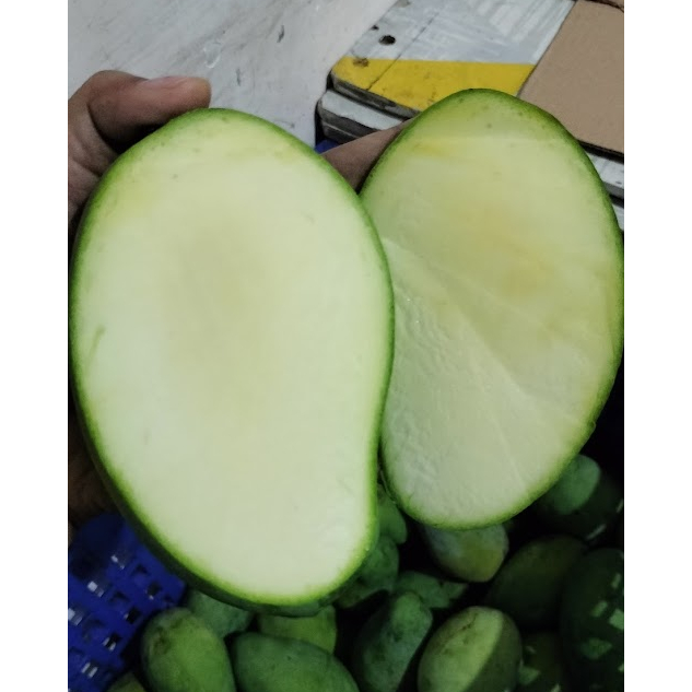 

Mangga gadung kondisi menta 1kg isi 2-3-4