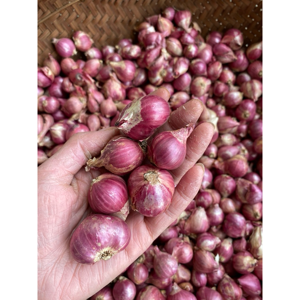 

Bawang Merah Probolinggo Kering Tahan Lama Ukuran Sedang Besar