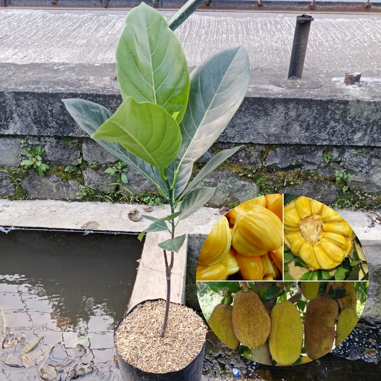 Bibit buah nangka madu ukuran besar |Buah nangka |Bibit Buah