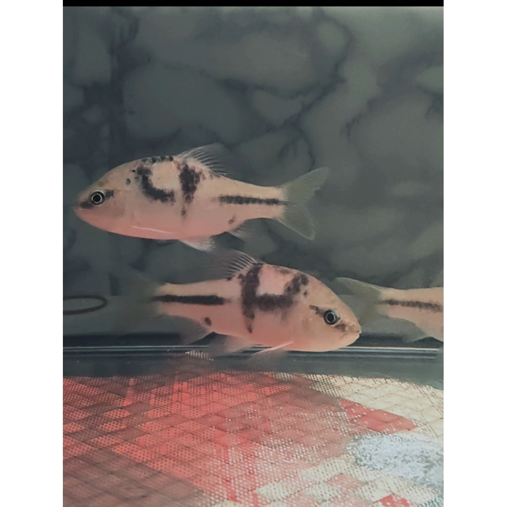 Spanner Barb pajangan akuarium