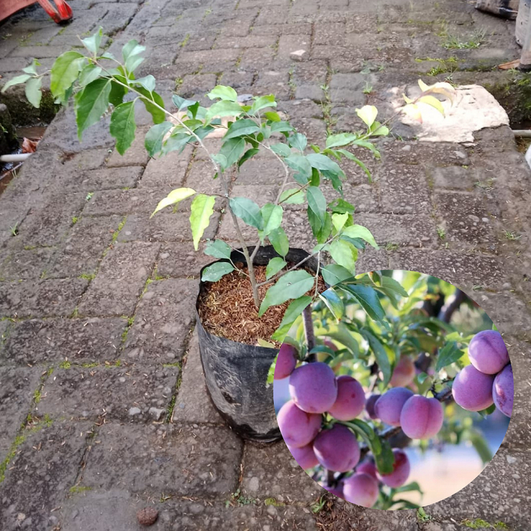 Bibit buah plum aussie |Buah Plum |Bibit buah