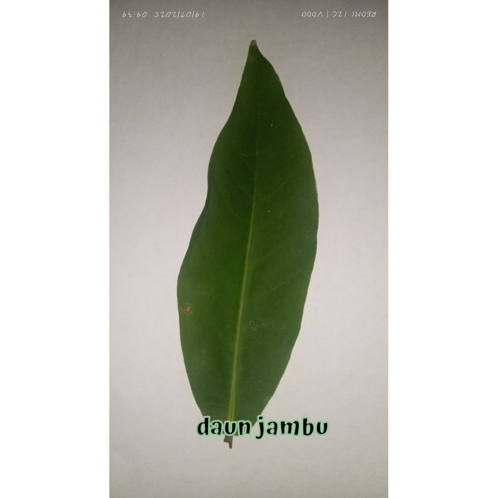 

jambu kering dan jambu segar hijau 100gram