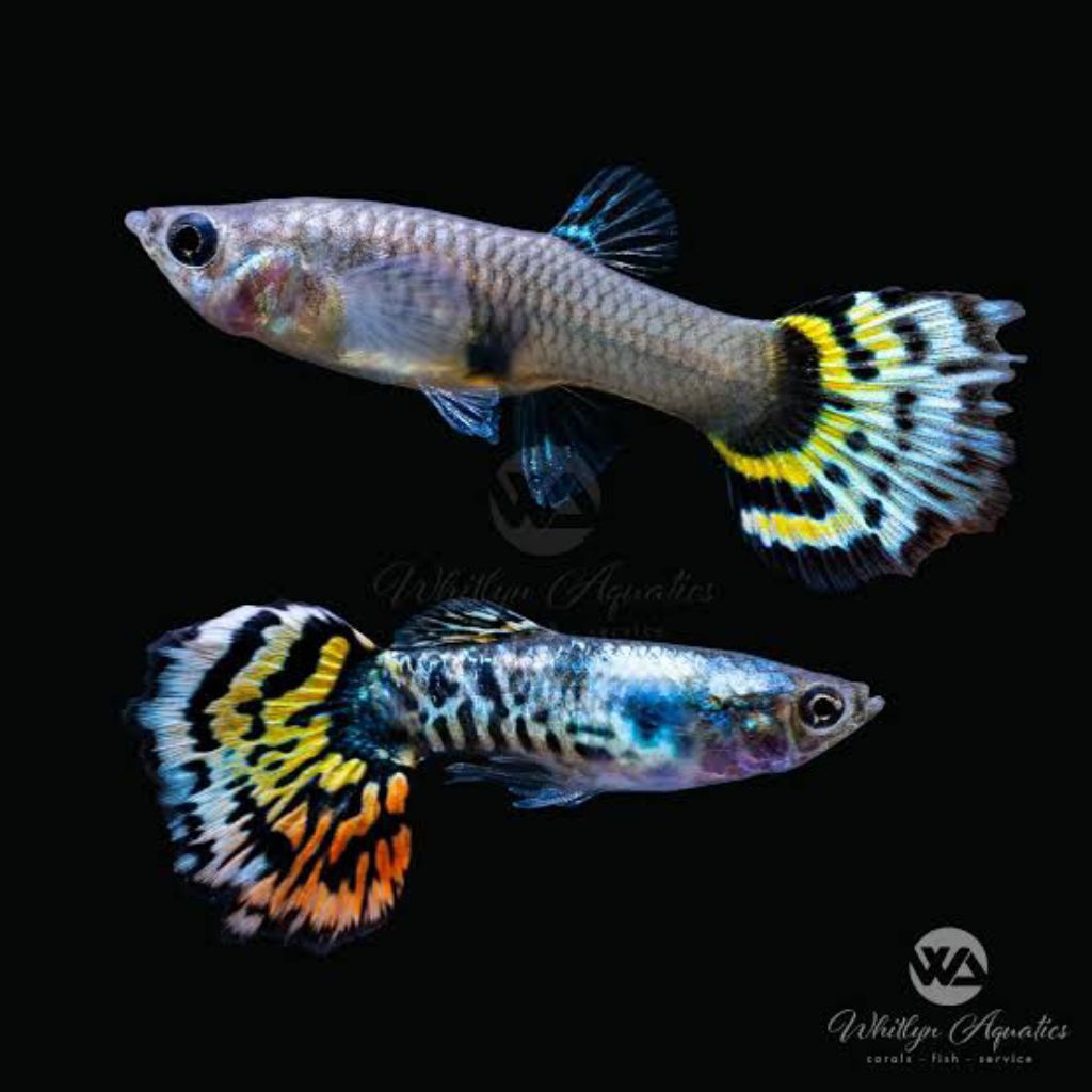 Guppy Yellow Tiger Paket Trio