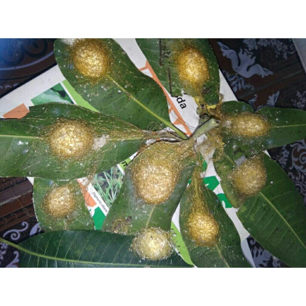

Telur Laba-Laba Kuning