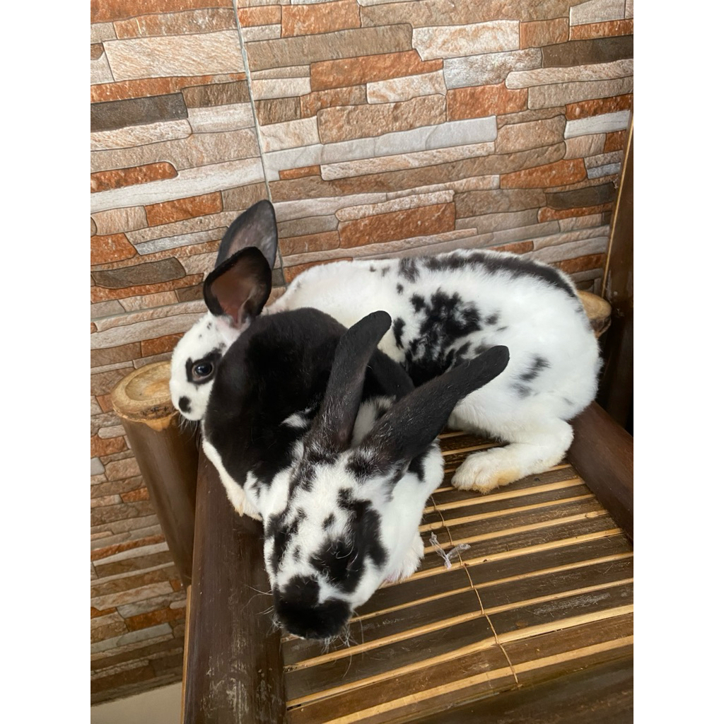 Anakan kelinci hias rex