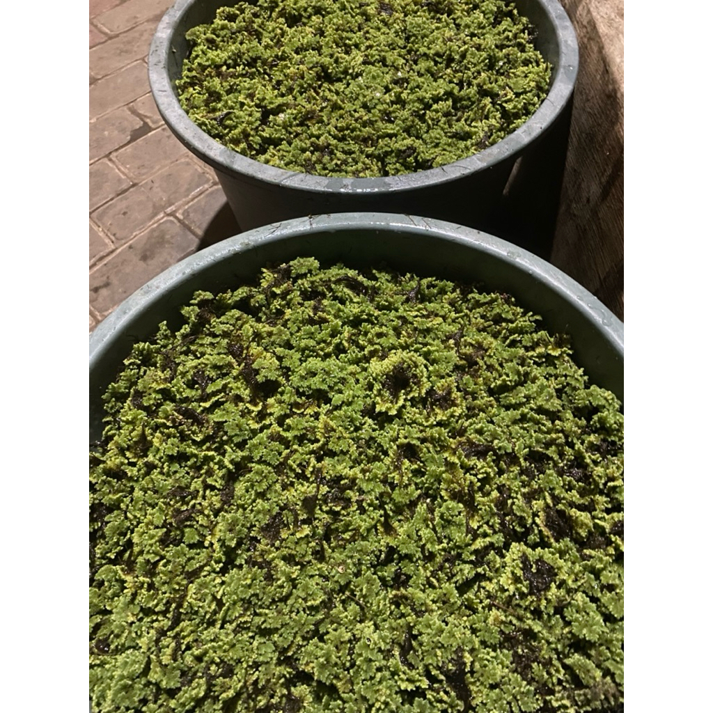 Azolla 500 Gram (Murah & Amanah)