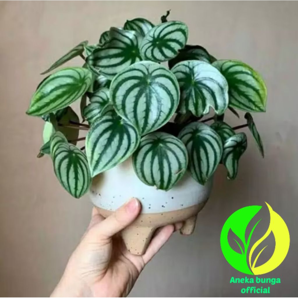 POHON PEPEROMIA WATERMELON / TANAMAN HIAS PEPEROMIA WATERMELON