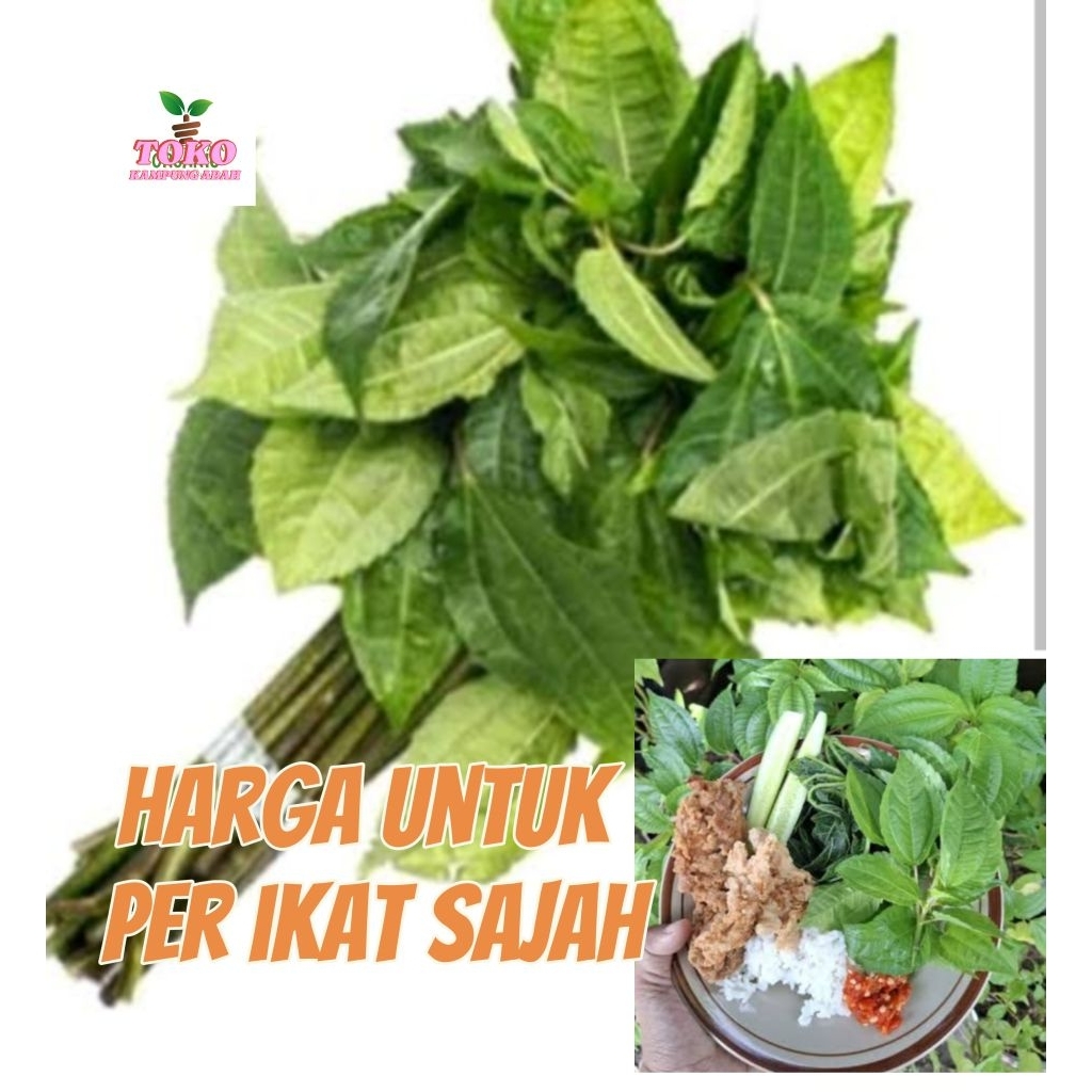 

daun pohpohan segar per ikat sajah