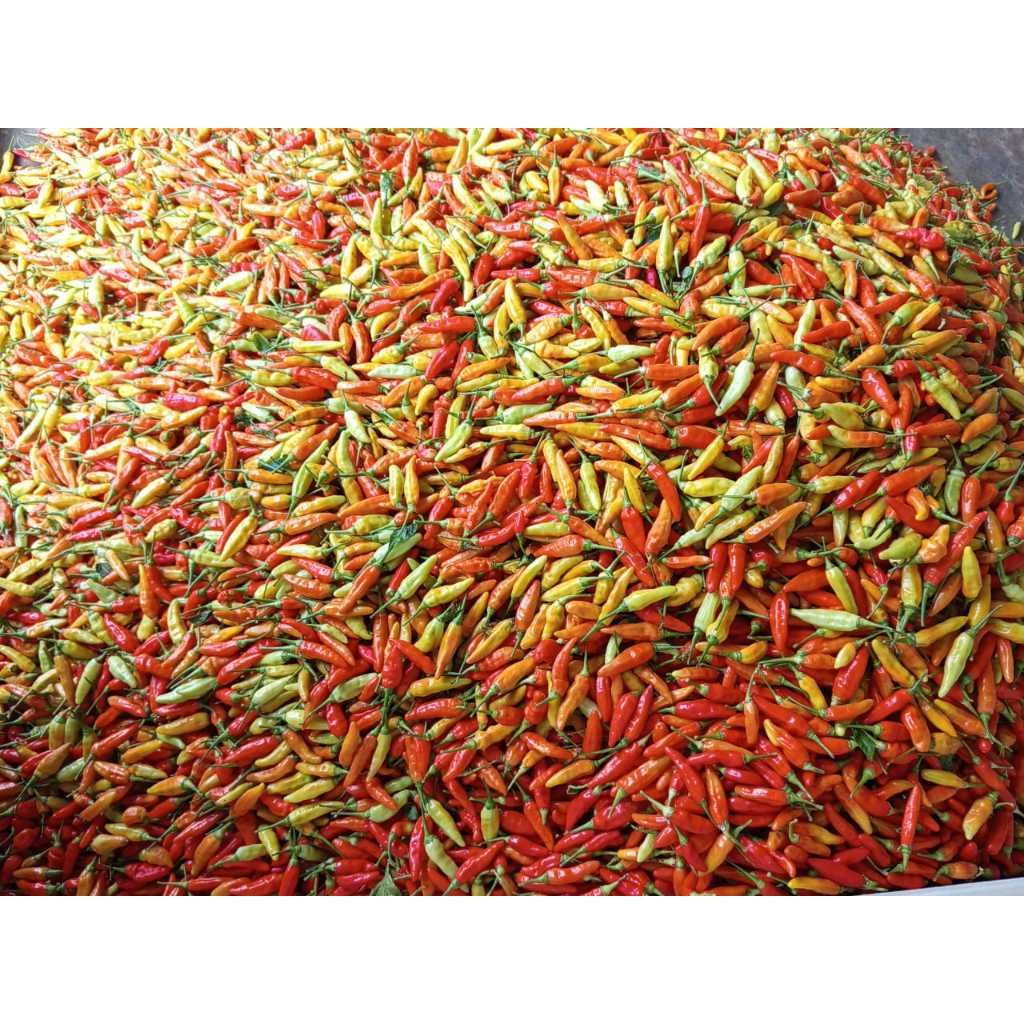 

Cabe rawit merah 1kg murah fress asli petikan petani