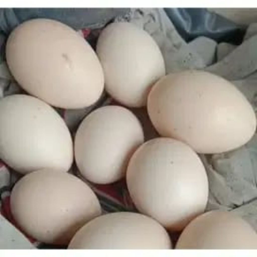 

Telur Ayam Kampung/asli Bangko(Aduan)Fertil