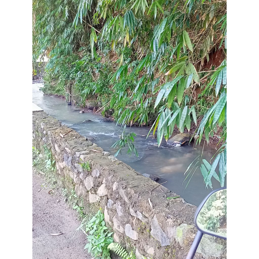 

daun bambu hijau dan kering