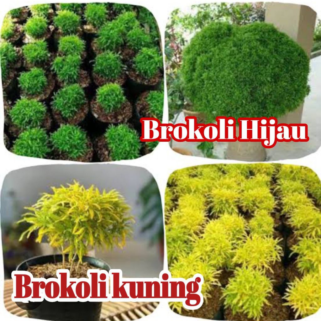 

Termurah! Beli 5 Bonus 2 Bibit BROKOLI KUNING & HIJAU