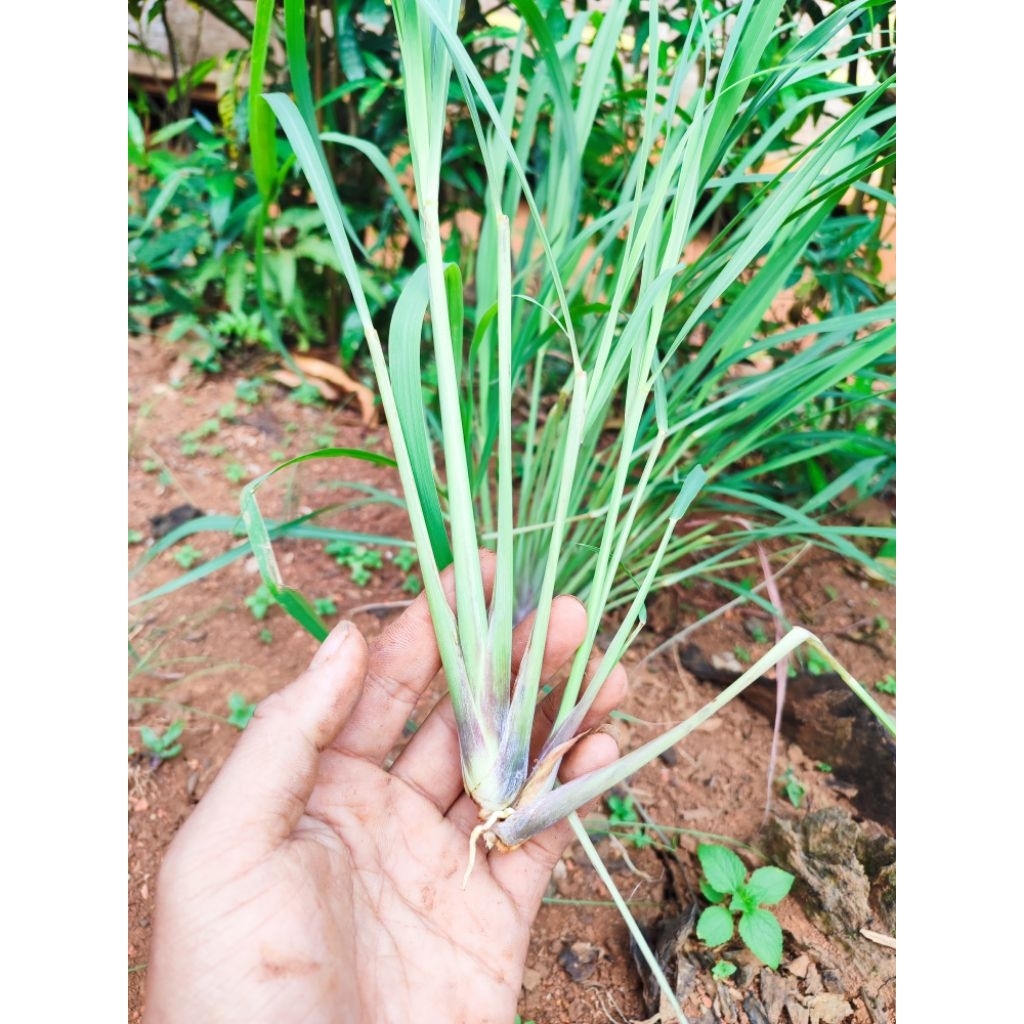 

serai segar asli sukabumi/untuk masakan/bahan obat herbal alami