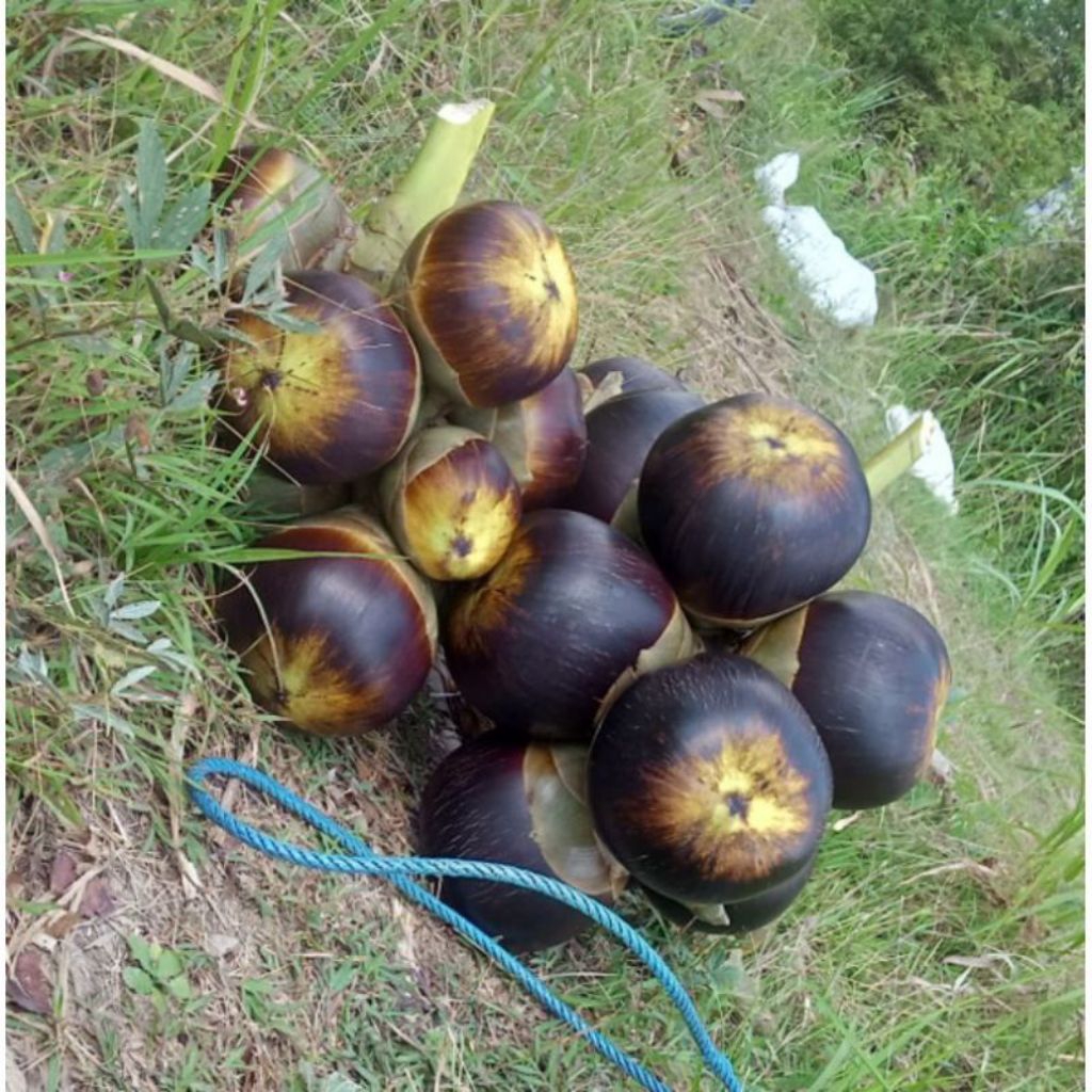 

Buah Siwalan Paket 25 pcs