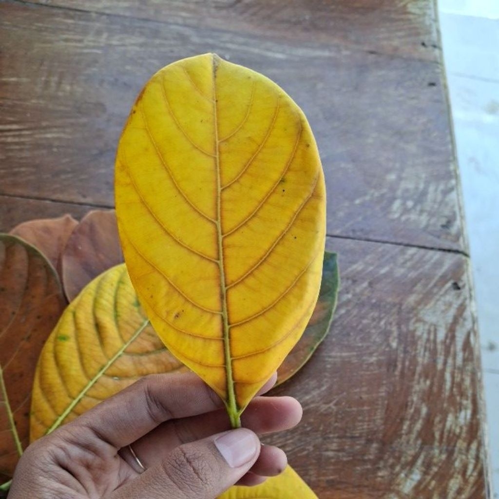 

Daun nangka tua warna kuning/orange 7.500 dapat 100 lembar