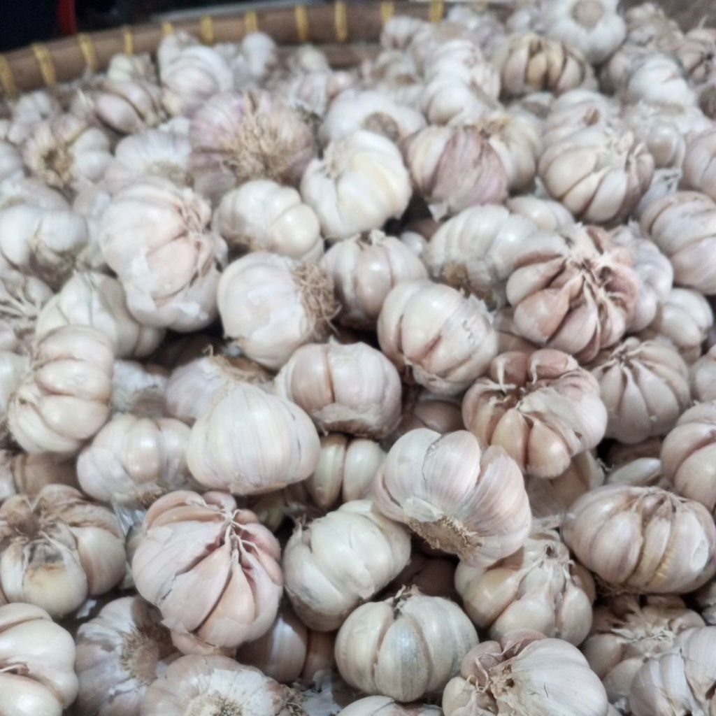 

bawang putih 1kg