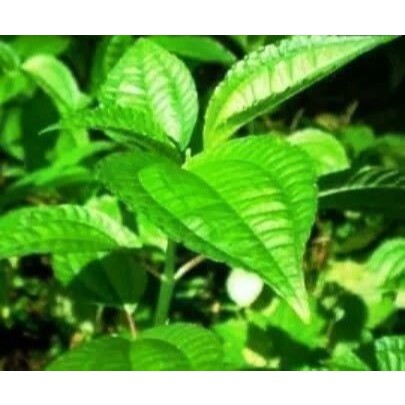 

Lalapan Daun Pohpohan Segar per Ikat, Daun Pohpohan Lalapan Herbal