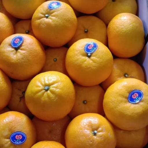 

JERUK HONEY WOKAM MANIS/kg BUAH FRESH