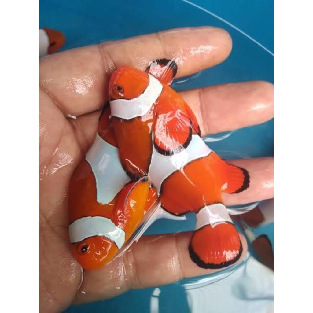 IKAN NEMO CLOWNFISH HIASAN AKUARIUM AIR LAUT