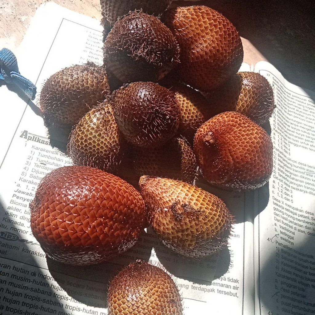 

SALAK MANGSIR 1 KILO MASAK PHON PETIK SENDIRI DARI KEBUN NYA LANGSUNG FRESH
