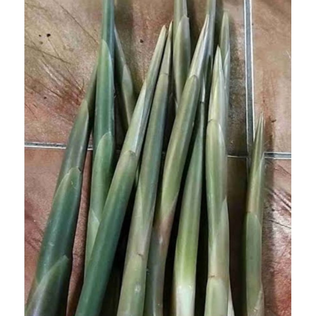 

Jual batang kecomrang ataw honje muda pres 1 kg