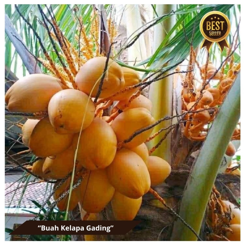 

Buah Kelapa Gading Segar-Kelapa Gading Asli Petani