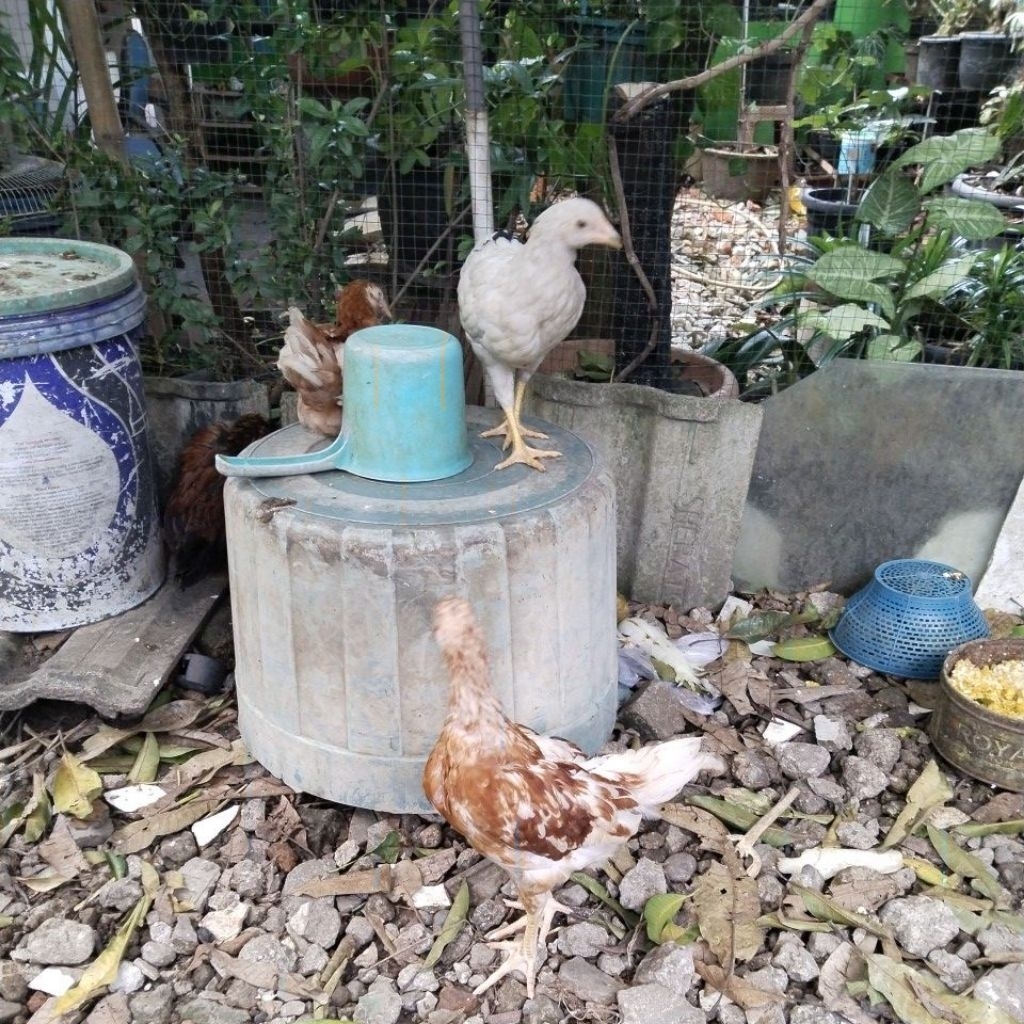 Ayam Kampung Umur 3 bulan Super