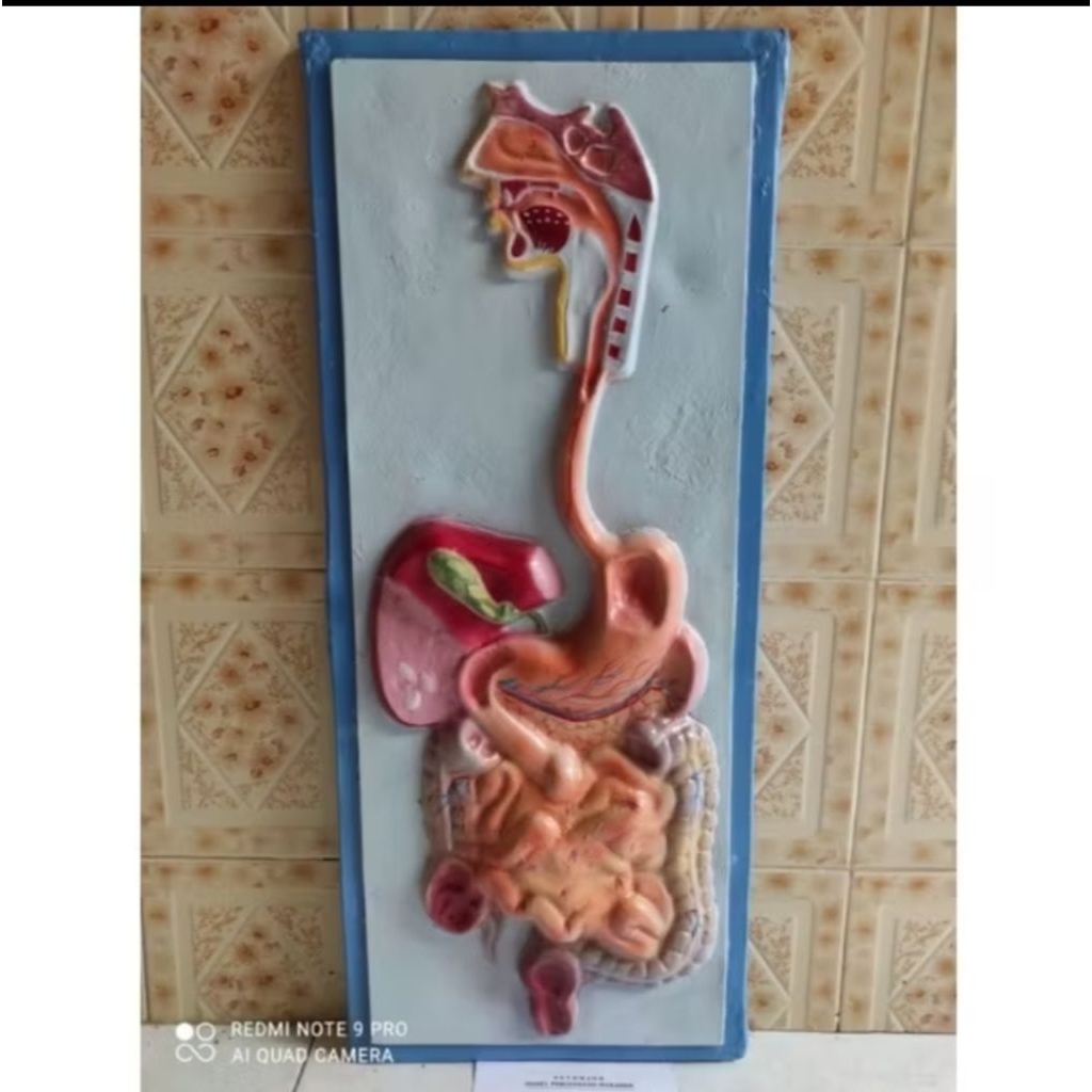 

penampang pencernaan makanan