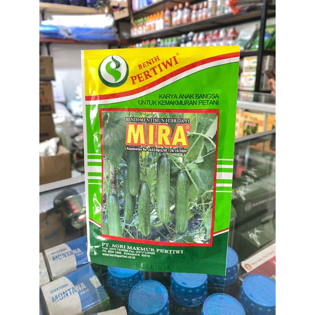 BENIH TIMUN MIRA BENIH PERTIWI