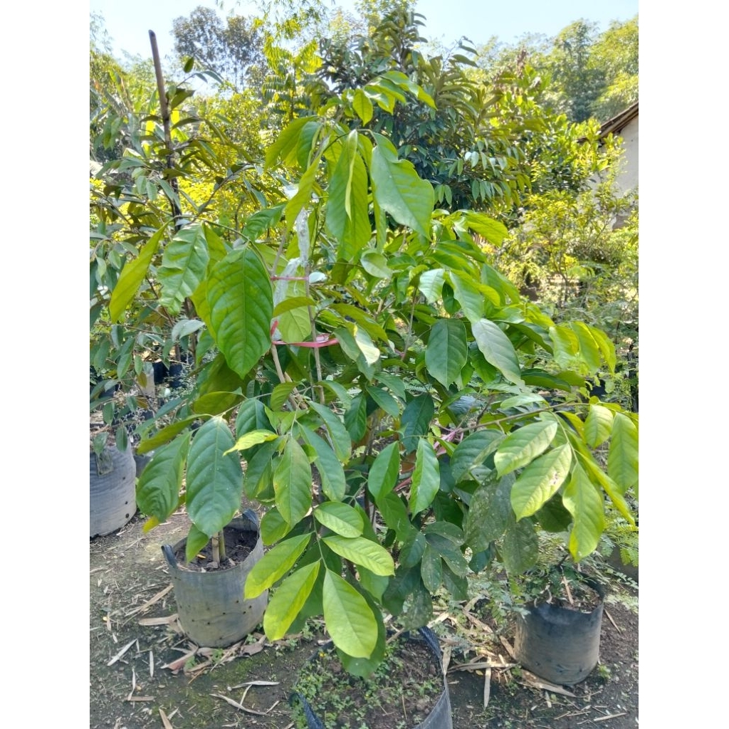 bibit Duku cangkok bagus rimbun