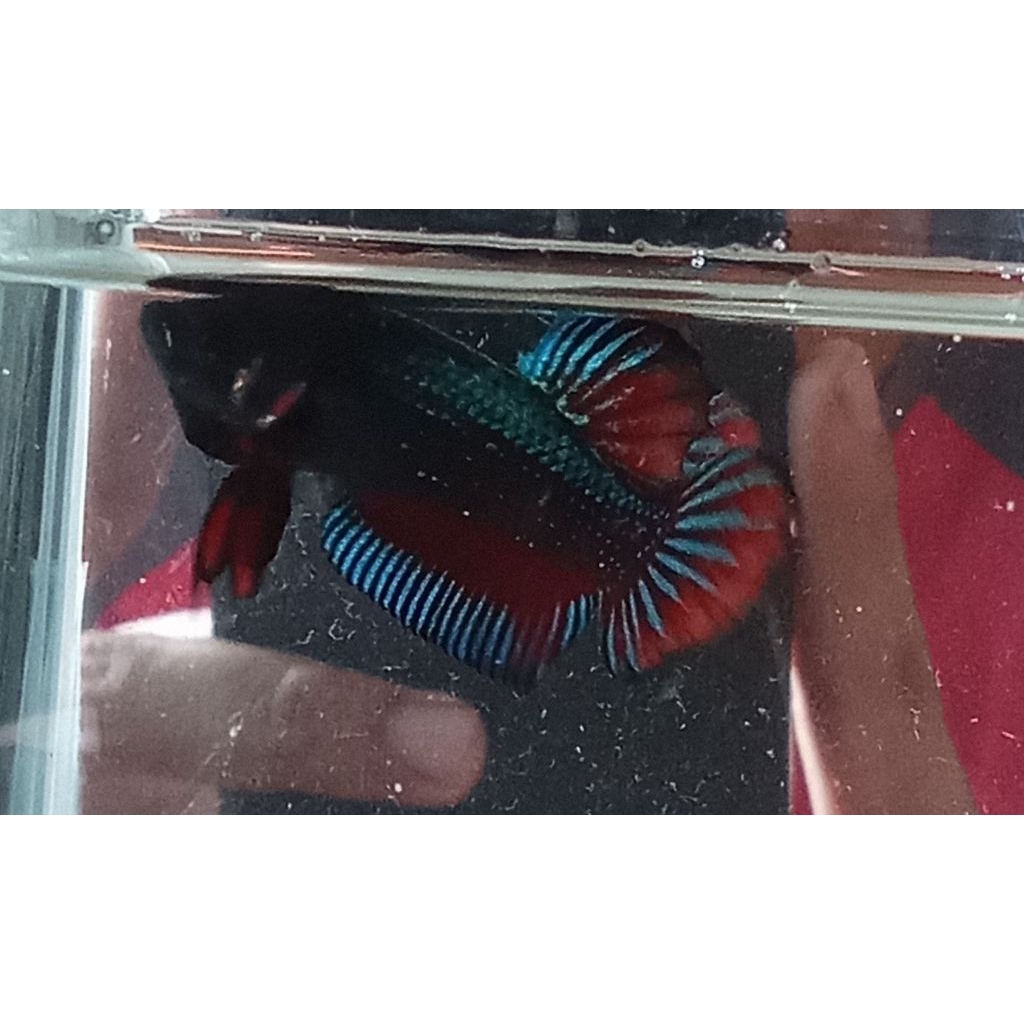 hiasan akuarium ikan cupang Medan super lokal cupang bagan