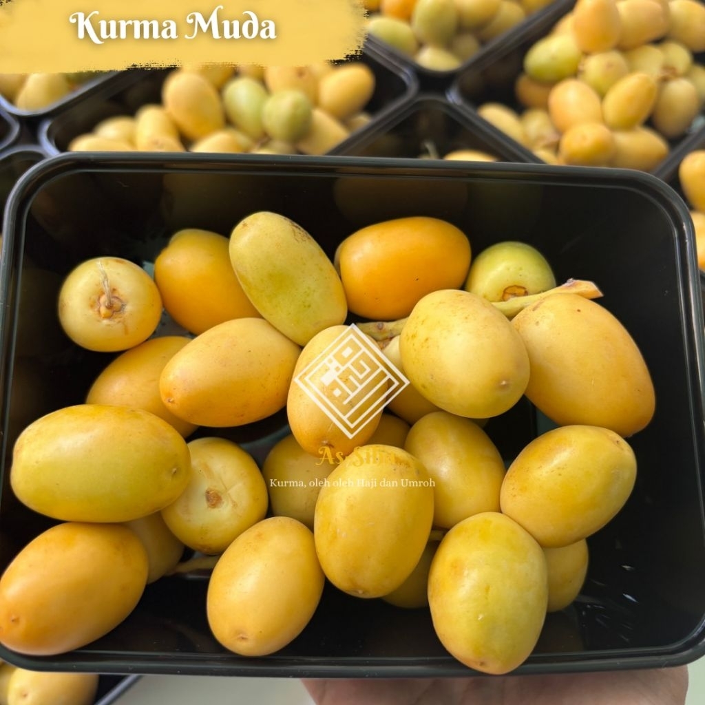 

Kurma Muda