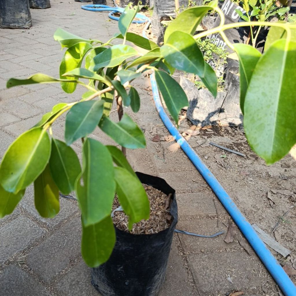 Bibit Juwet Putih Full Media 3kg